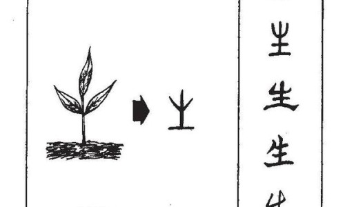 番石榴叶的功效与作用及禁忌-番石榴根的功效与作用网 | 番石榴干有什么功效,野石榴的功效与作用